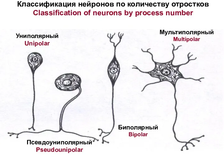 Классификация нейронов по количеству отростков Classification of neurons by process