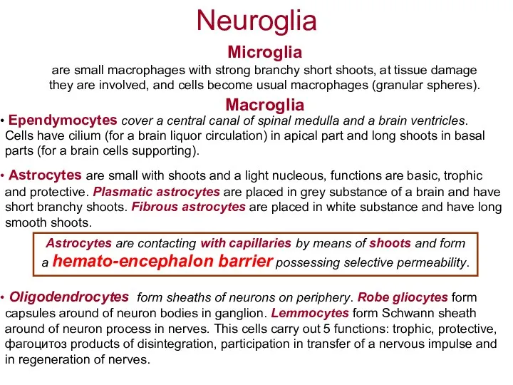 Neuroglia Microglia are small macrophages with strong branchy short shoots,