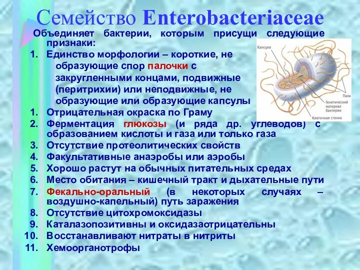 Семейство Enterobacteriaceae Объединяет бактерии, которым присущи следующие признаки: Единство морфологии – короткие, не