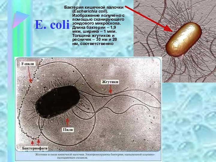 E. coli Бактерия кишечной палочки (Escherichia coli). Изображение получено с помощью сканирующего зондового