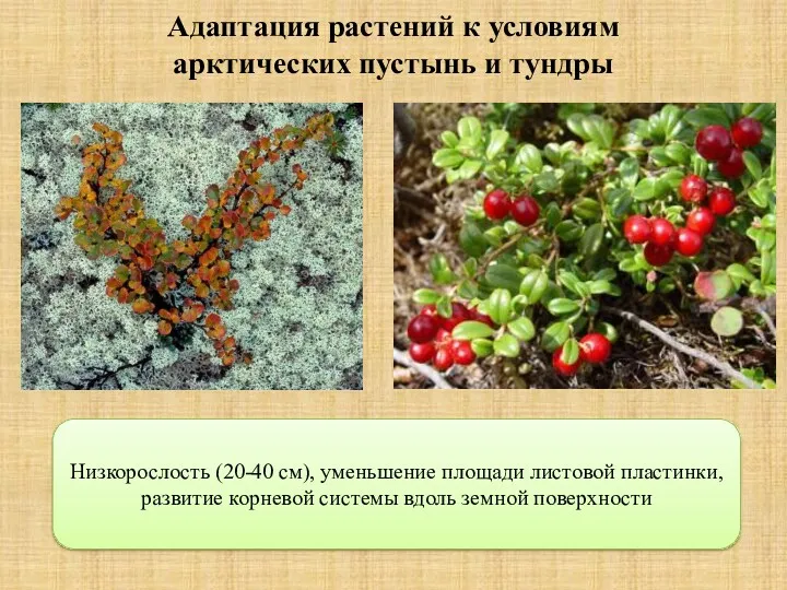 Адаптация растений к условиям арктических пустынь и тундры Низкорослость (20-40