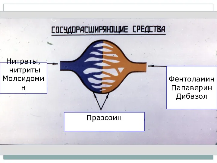 Нитраты, нитриты Молсидомин Фентоламин Папаверин Дибазол Празозин