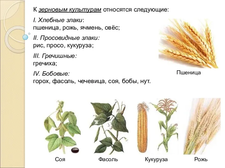 Пшеница Рожь Кукуруза К зерновым культурам относятся следующие: I. Хлебные