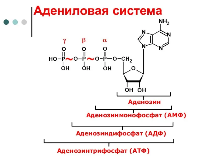 Аденозинмонофосфат (АМФ) Аденозиндифосфат (АДФ) Аденозинтрифосфат (АТФ) Аденозин Адениловая система