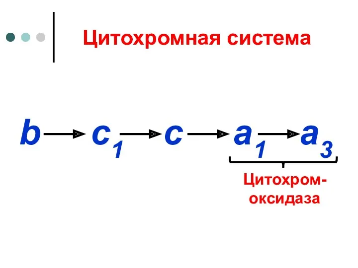 Цитохромная система b c1 c a1 a3 Цитохром-оксидаза