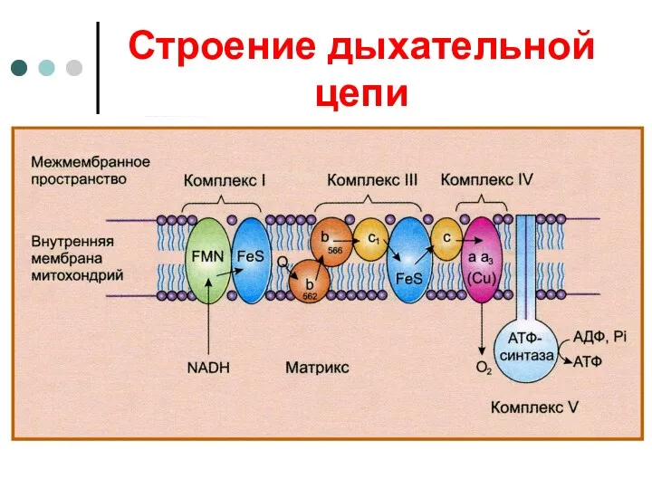 Строение дыхательной цепи