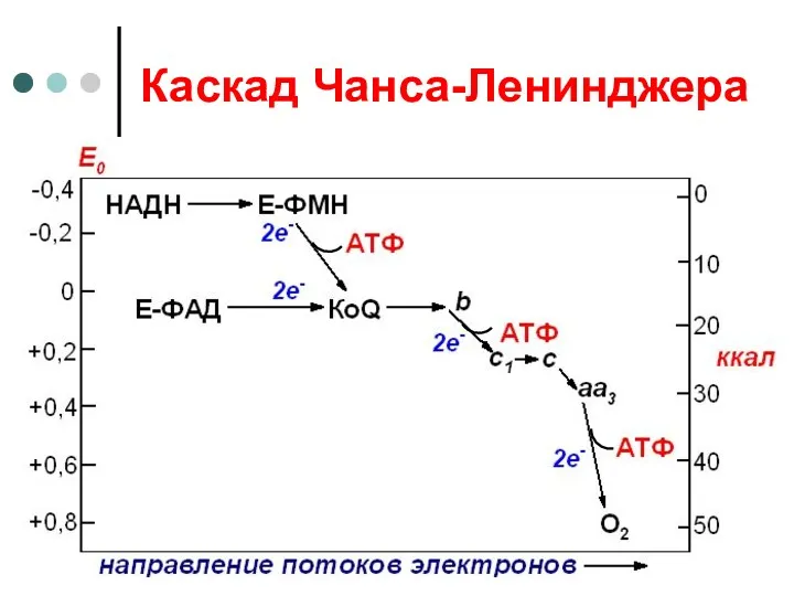 Каскад Чанса-Ленинджера