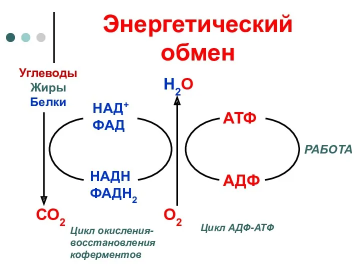 Энергетический обмен Углеводы Жиры Белки СО2 НАДН ФАДН2 НАД+ ФАД