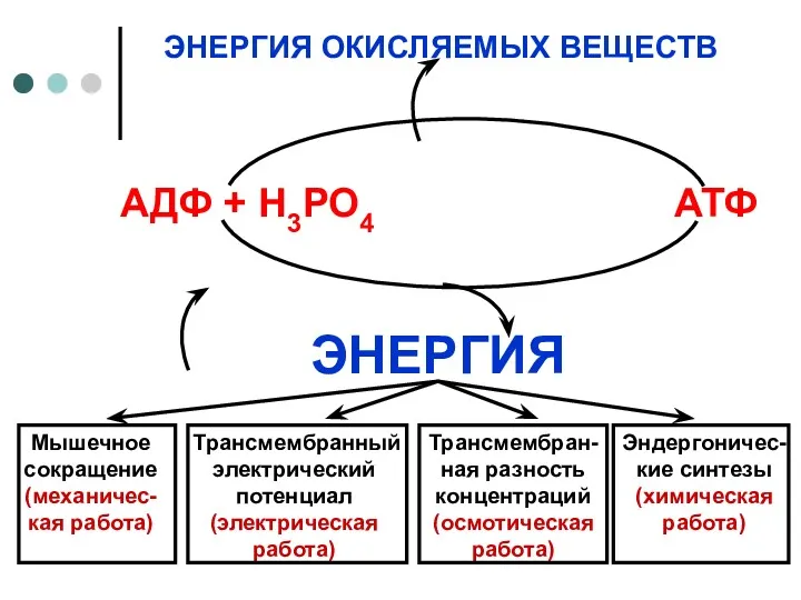 Мышечное сокращение (механичес-кая работа) Трансмембранный электрический потенциал (электрическая работа) Трансмембран-ная