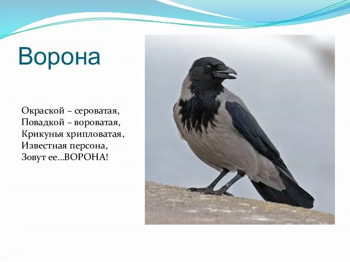 Ворона Окраской – сероватая, Повадкой – вороватая, Крикунья хрипловатая, Известная персона, Зовут ее…ВОРОНА!