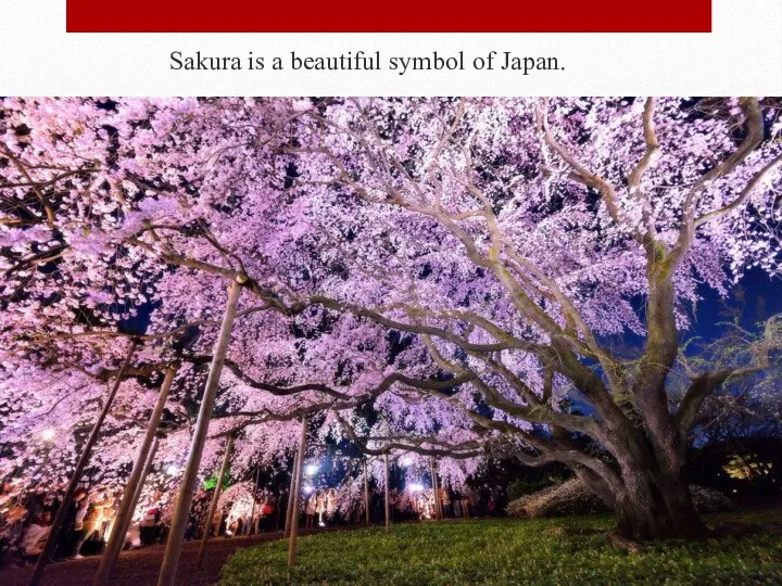 Sakura is a beautiful symbol of Japan.