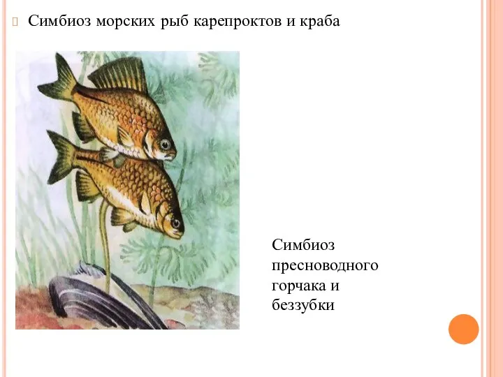 Симбиоз морских рыб карепроктов и краба Симбиоз пресноводного горчака и беззубки