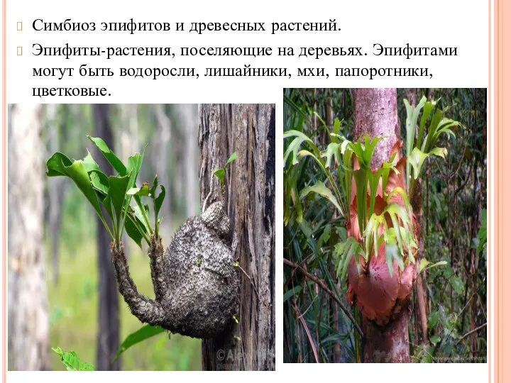 Симбиоз эпифитов и древесных растений. Эпифиты-растения, поселяющие на деревьях. Эпифитами