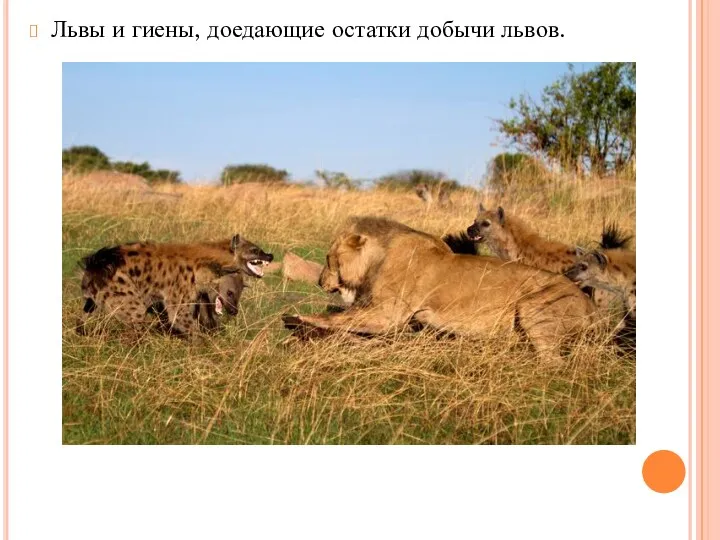 Львы и гиены, доедающие остатки добычи львов.