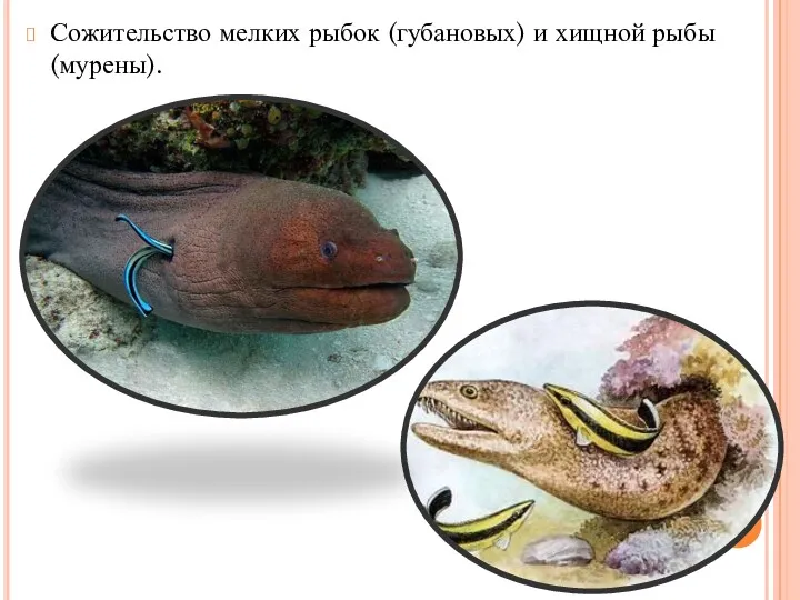 Сожительство мелких рыбок (губановых) и хищной рыбы(мурены).