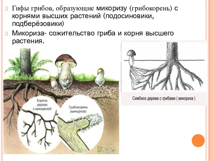 Гифы грибов, образующие микоризу (грибокорень) с корнями высших растений (подосиновики,