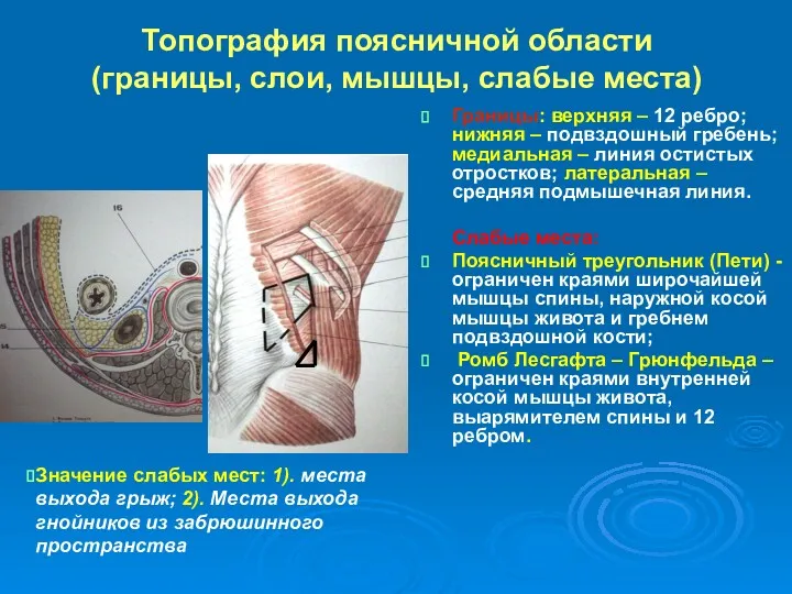 Топография поясничной области (границы, слои, мышцы, слабые места) Границы: верхняя