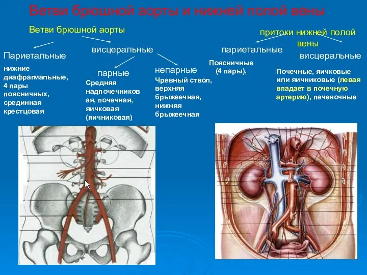 Ветви брюшной аорты и нижней полой вены Ветви брюшной аорты