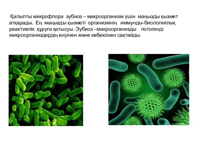 Қалыпты микрофлора эубиоз – макроорганизм үшін маңызды қызмет атқарады. Ең