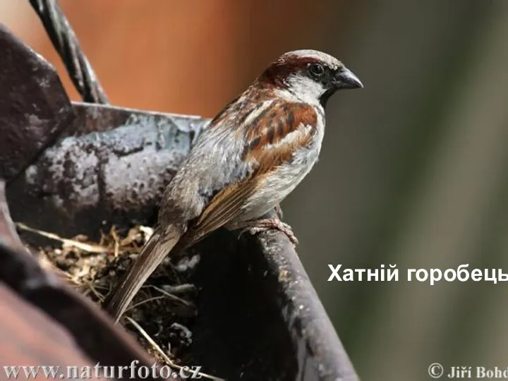 Хатній горобець