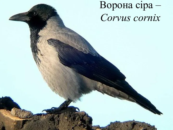 Ворона сіра – Corvus cornix
