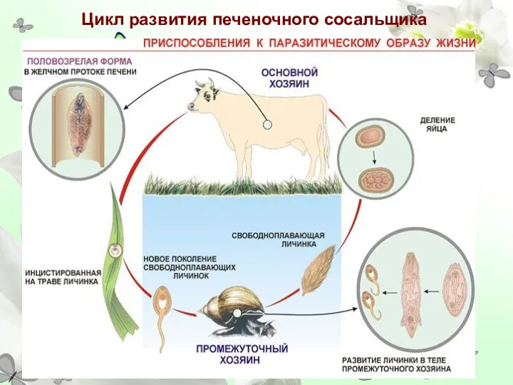 Цикл развития печеночного сосальщика