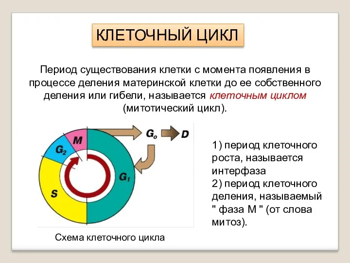 КЛЕТОЧНЫЙ ЦИКЛ Период существования клетки с момента появления в процессе