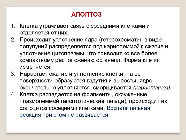 Клетка утрачивает связь с соседними клетками и отделяется от них.