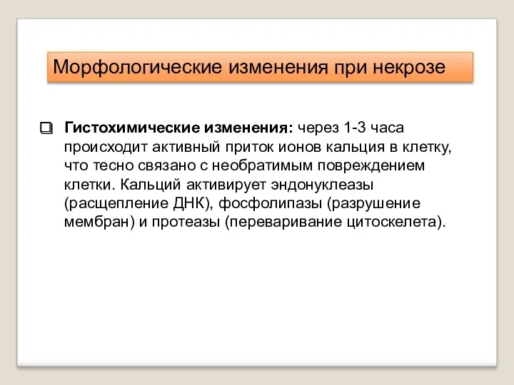 Гистохимические изменения: через 1-3 часа происходит активный приток ионов кальция