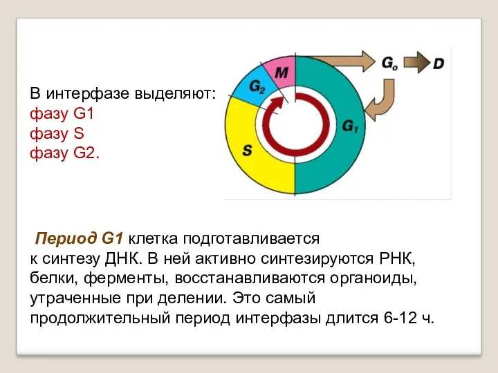 Период G1 клетка подготавливается к синтезу ДНК. В ней активно