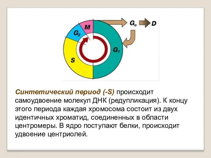 Синтетический период (-S) происходит самоудвоение молекул ДНК (редупликация). К концу