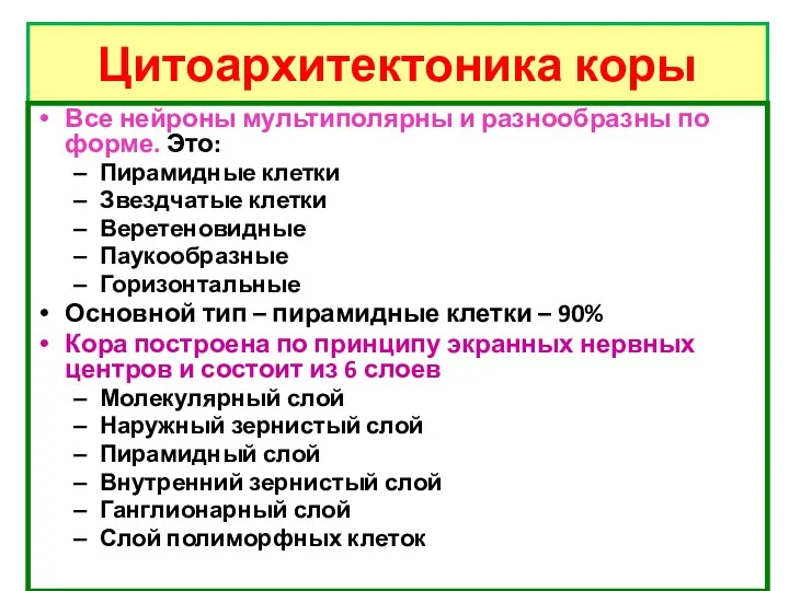 Цитоархитектоника коры Все нейроны мультиполярны и разнообразны по форме. Это: