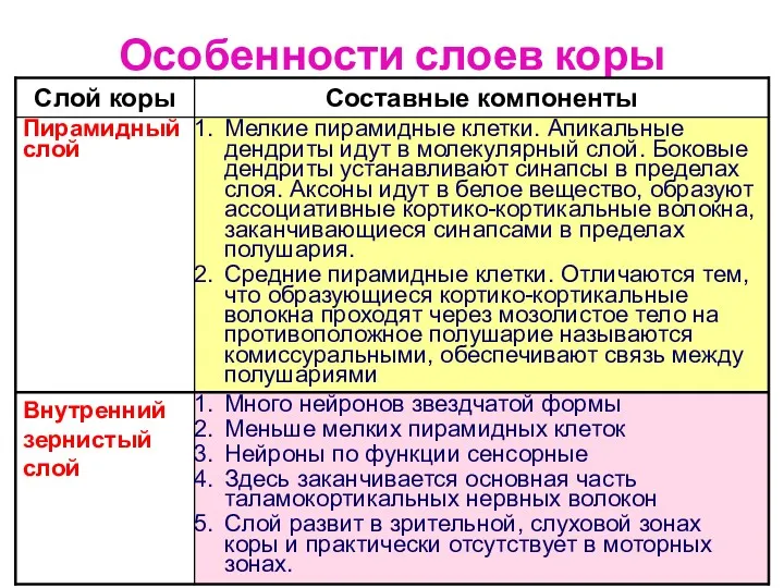 Особенности слоев коры