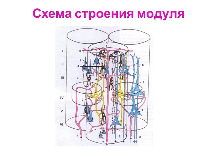 Схема строения модуля