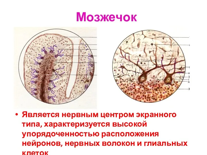 Мозжечок Является нервным центром экранного типа, характеризуется высокой упорядоченностью расположения нейронов, нервных волокон и глиальных клеток