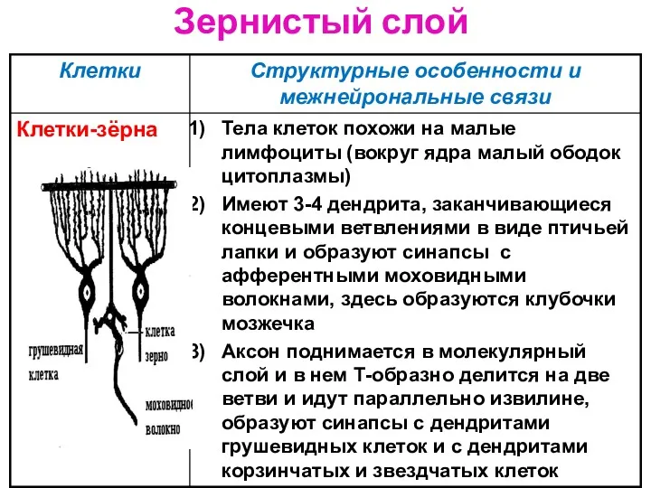 Зернистый слой