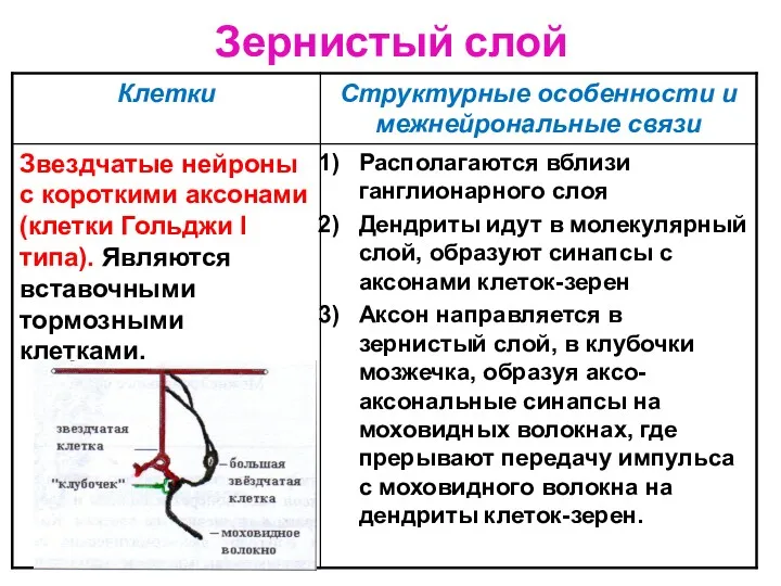 Зернистый слой