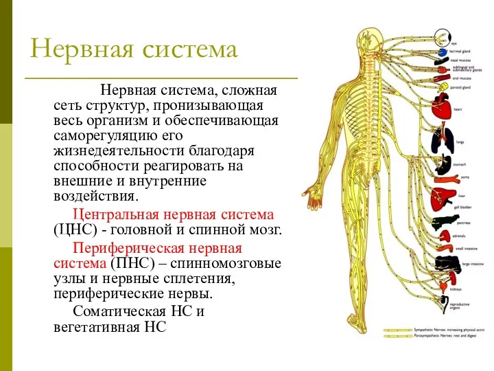 Нервная система Нервная система, сложная сеть структур, пронизывающая весь организм и обеспечивающая саморегуляцию