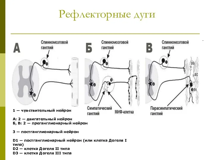 Рефлекторные дуги 1 — чувствительный нейрон А: 2 — двигательный нейрон Б, В: