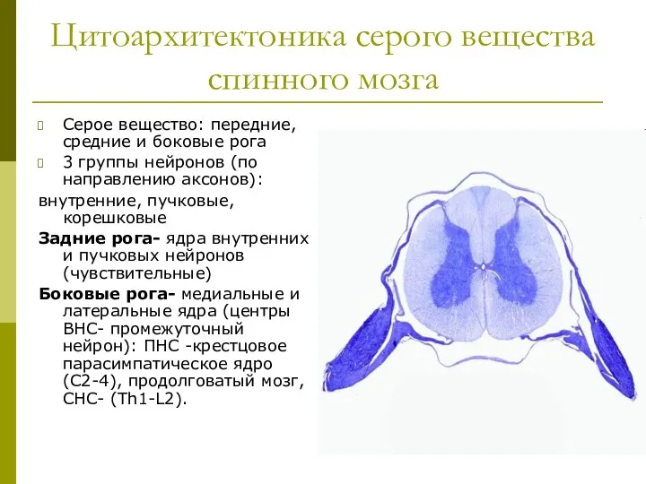 Цитоархитектоника серого вещества спинного мозга Серое вещество: передние, средние и боковые рога 3