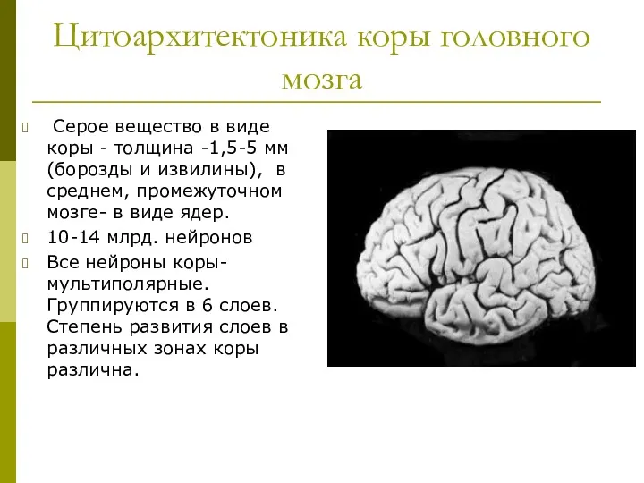 Цитоархитектоника коры головного мозга Серое вещество в виде коры - толщина -1,5-5 мм