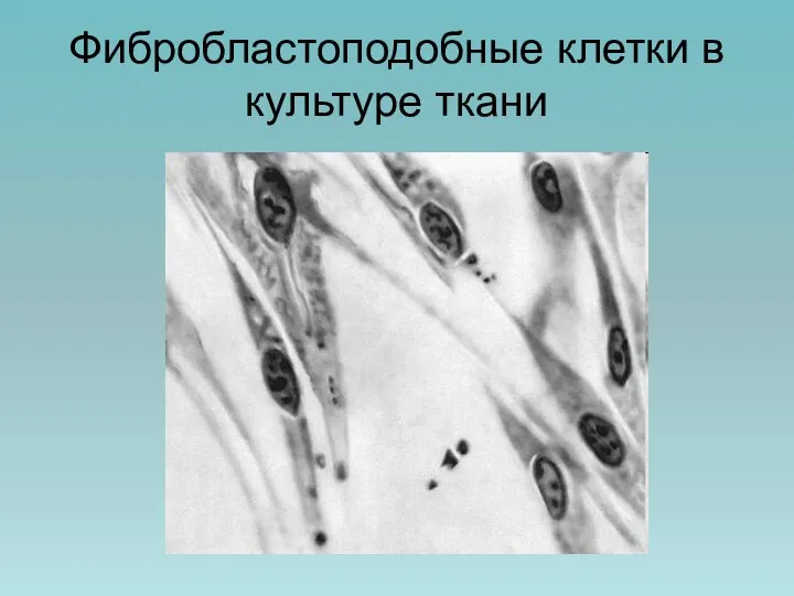 Фибробластоподобные клетки в культуре ткани