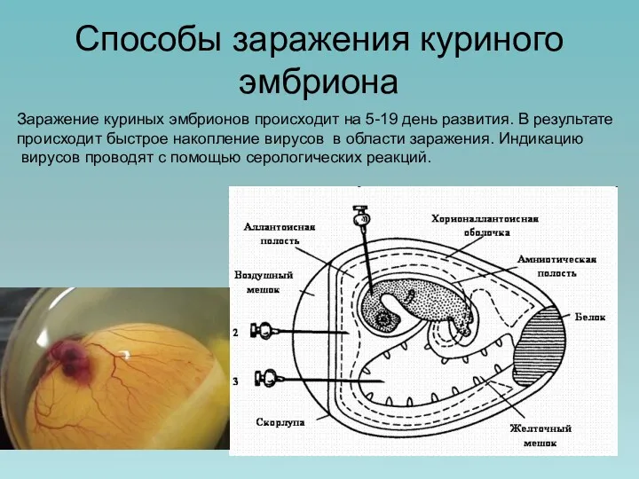 Способы заражения куриного эмбриона Заражение куриных эмбрионов происходит на 5-19