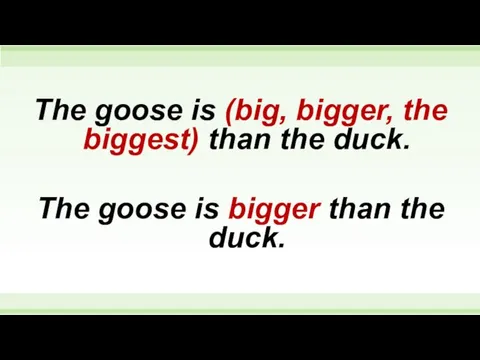 The goose is (big, bigger, the biggest) than the duck.