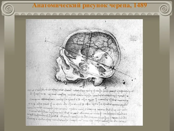 Анатомический рисунок черепа, 1489