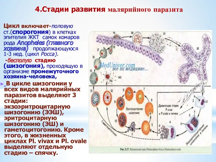 4.Стадии развития малярийного паразита Цикл включает-половую ст.(спорогония) в клетках эпителия ЖКТ самок комаров