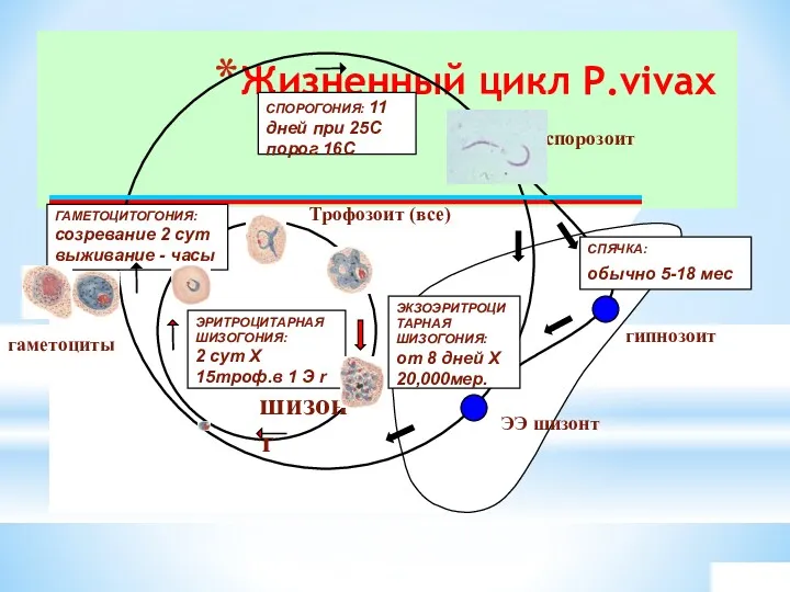 Жизненный цикл P.vivax мерозоит СПЯЧКА: обычно 5-18 мес ЭКЗОЭРИТРОЦИТАРНАЯ ШИЗОГОНИЯ: от 8 дней
