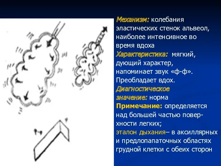 Везикулярное дыхание Механизм: колебания эластических стенок альвеол, наиболее интенсивное во