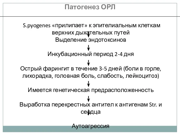 S.pyogenes «прилипает» к эпителиальным клеткам верхних дыхательных путей Выделение эндотоксинов