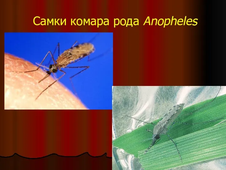 Самки комара рода Anopheles